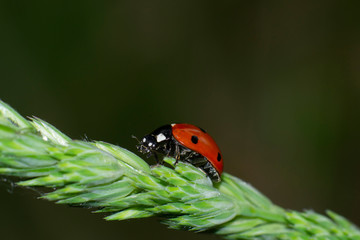 Close-up of seven-point ladybird on a leaf