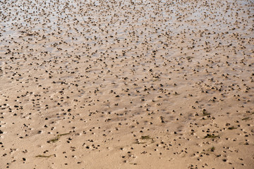 Tubes with worm casts of the lugworm in the mud flat by Luettmoorsiel
