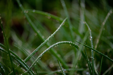 flowers, macro, red, yellow, green, fresh, spring, nature, leaf, tulips, fuchsia, wild, garden, close up, green onion, pink, white, background, plants