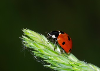 detail of ladybird on a leaf