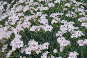 A lot of light pink flowers of Dianthus deltoides in May