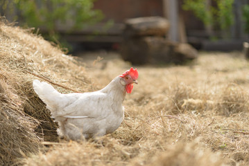 A white hen looks at the camera on the fresh hay. Close up, copy space, selective focus.