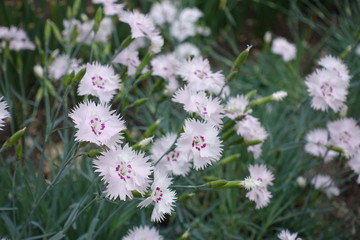 Close shot of light pink flowers of Dianthus deltoides in May