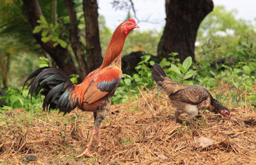 Pair of domestic rooster and chicken ayam in Java