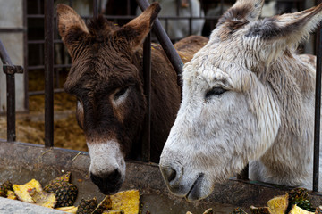 Fototapeta premium Two donkeys eating pineaple in a farm