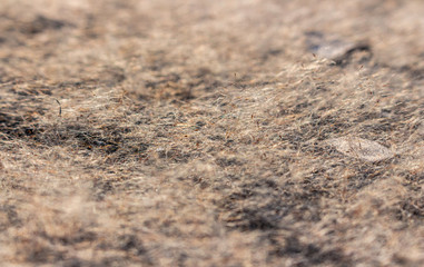 Pollen of cattail on ground