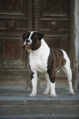 Cute American bulldog. Stands in the background of a beautiful old door