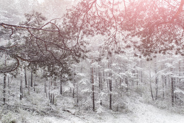 Winter scene of the forest covered with white snow and branches of pine trees.