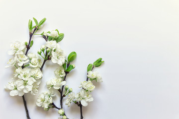 Three branches of apple tree in blossom with white flowers on white background. Photo with copy blank space.
