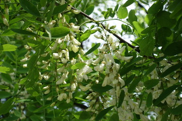 Buds and white flowers in the leafage of Robinia pseudoacacia in mid May