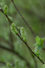 green leaves on a branch