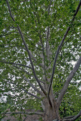 Crown of an old plane tree