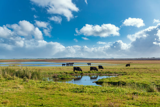 Landscape of the Beltringharder Koog near Luettmoorsiel