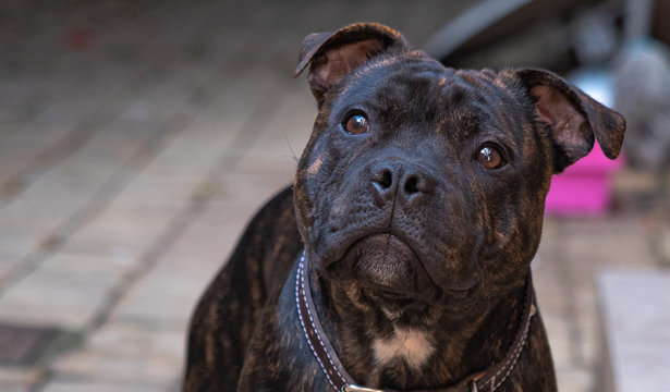 american staffordshire terrier