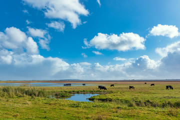 Landscape of the Beltringharder Koog near Luettmoorsiel