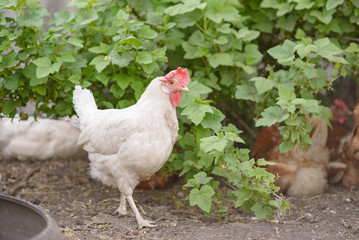 A white hen looks at the camera on the background of a currant bush. Close up, copy space, selective focus.