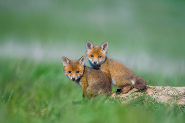 Young red fox babies are playing on the green meadow
