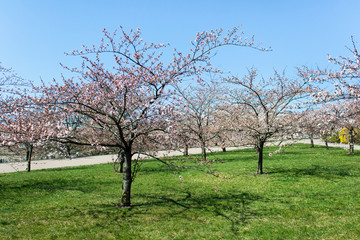 Fototapeta na wymiar Public park with sakura trees in blossom on a sunny day with green grass.