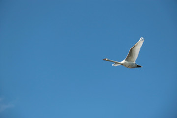 Cygnus olor in flight over a cloudless sky