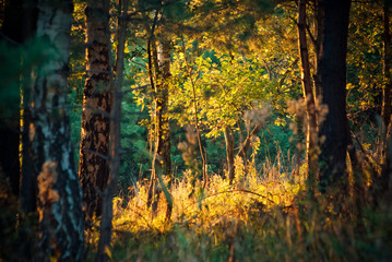 A warm autumn afternoon in the woods