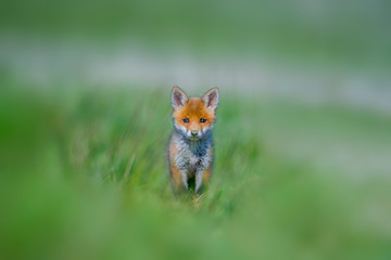 Young red fox babies are playing on the green meadow