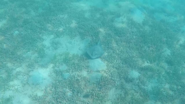 Small stingray swimming in the ocean.
