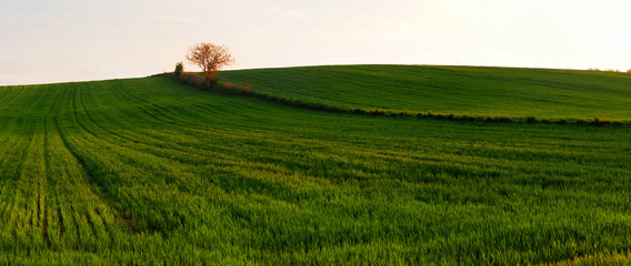 Panorama - Pole w promieniach zachodzącego słońca © Ola i Eryk