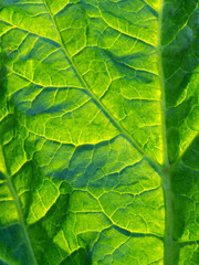 Liść - zielony motyw kadr pionowy