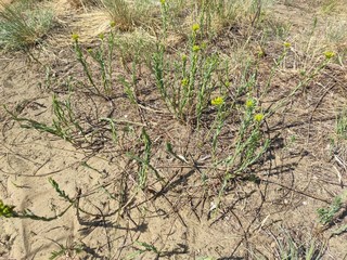 Deliblato european desert sandy terrain landscape Banat Serbia