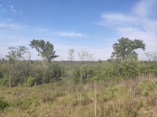 Deliblato european desert sandy terrain landscape Banat Serbia