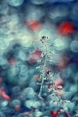 Niebieskie kwiaty © anettastar