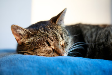 Fototapeta premium Portrait of sweet sleep cat , cute cat sleeping , sleeping cat on the pillow, closeup portrait