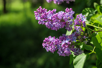 Fototapeta na wymiar Purple lilac blossom. Spring mood