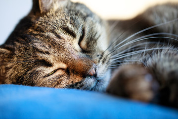 Portrait of sweet sleep cat , cute cat sleeping , sleeping cat on the pillow, closeup portrait