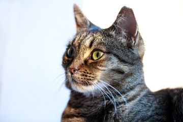Tabby cat resting . cat lying on window sill.