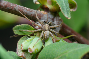 A large flat spider caught a small fly. Close up, copy space, selective focus.