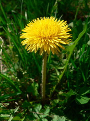 dandelion on green background