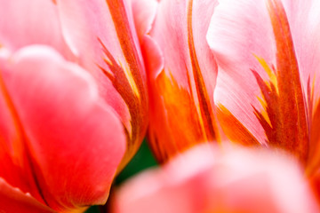 Fototapeta na wymiar Background of pink spring tulips close up
