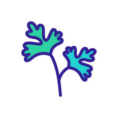 leaves of herbal coriander icon vector. leaves of herbal coriander sign. color symbol illustration