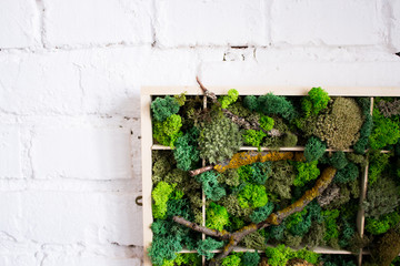 Cladonia  Rangiferina moss background. Green stabilized moss,lichen. 
Reindeer moss wall, a green wall decoration made of reindeer lichen.
