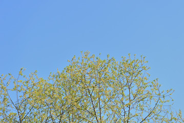 Crowns of trees covered with fresh young foliage against a blue sky on a sunny spring day. Natural background