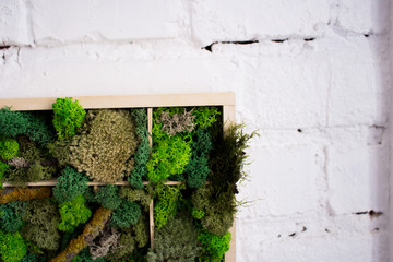 Cladonia  Rangiferina moss background. Green stabilized moss,lichen. 
Reindeer moss wall, a green wall decoration made of reindeer lichen.
