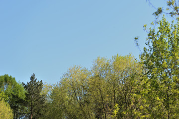 Crowns of trees covered with fresh young foliage against a blue sky on a sunny spring day. Natural background