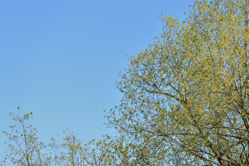 Crowns of trees covered with fresh young foliage against a blue sky on a sunny spring day. Natural background