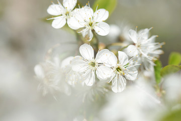 White cherry flowers on a sunny spring day