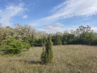 Deliblato european desert sandy terrain landscape Banat Serbia