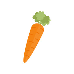 Carrot vector illustration icon. Carrot, root vegetable. Isolated.