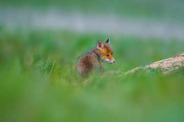 Young red fox babies are playing on the green meadow