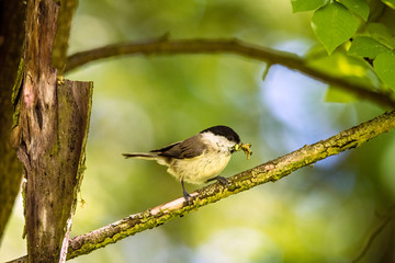 The Marsh Tit (Poecile/Parus palustris) is here seeking seeds in the old branch. Czech Republic