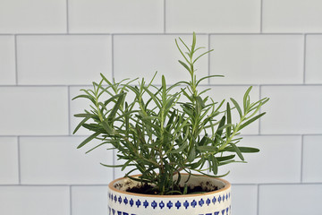 One fresh potted Rosemary Herb